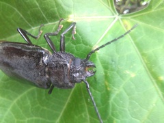 Mallodon