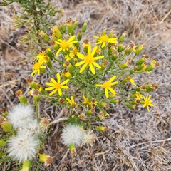 Senecio flaccidus