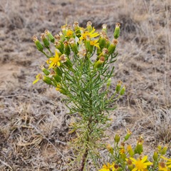 Senecio flaccidus