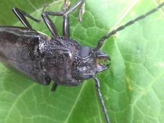 Mallodon