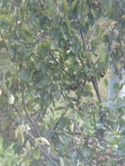 Heterophasia capistrata