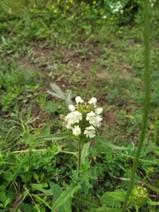 Prunella laciniata