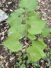 Vitis monticola