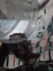 Anura
