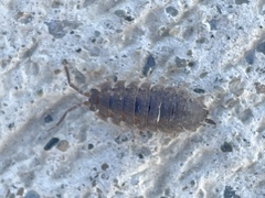 Porcellio scaber