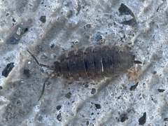 Porcellio scaber