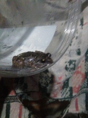 Anura