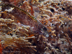 Malacoctenus macropus