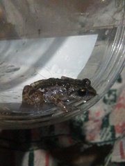 Anura