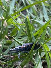 Triatoma sanguisuga