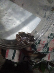Anura