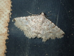 Rhabdophera acrosticta