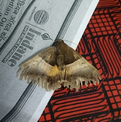 Bastilla fulvotaenia