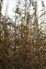 Phragmites australis