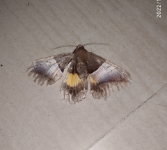 Bastilla fulvotaenia
