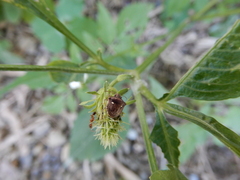 Eysarcoris guttigerus