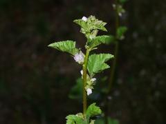 Malva cavanillesiana