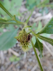 Eysarcoris guttigerus