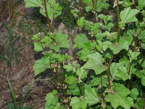 Malva cavanillesiana, photograph 1