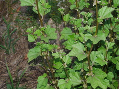 Malva cavanillesiana, photograph Jacy Chen, CC BY, iNaturalist via GBIF
