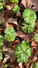 Geranium carolinianum