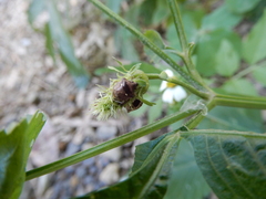 Eysarcoris guttigerus