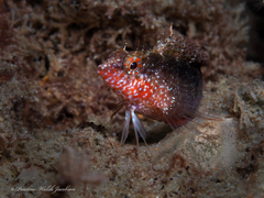 Malacoctenus macropus