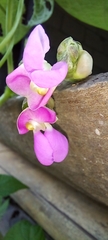 Phaseolus vulgaris