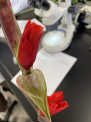 Sarcoscypha occidentalis