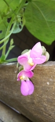 Phaseolus vulgaris