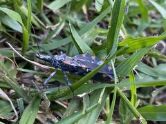 Triatoma sanguisuga