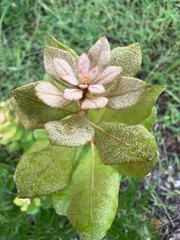 Lyonia fruticosa