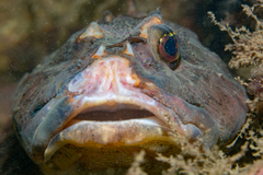 Myoxocephalus scorpius