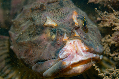 Myoxocephalus scorpius