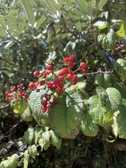 Viburnum mullaha