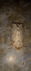 Disphragis