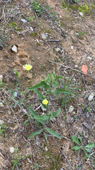Andryala integrifolia