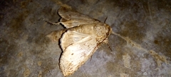 Disphragis