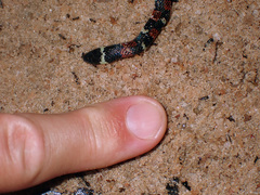 Atractus badius