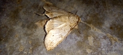 Disphragis