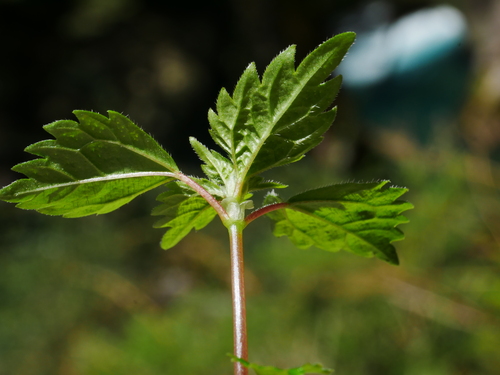 Image of Lecanthus peduncularis by (c) Jacy Chen, some rights reserved (CC BY)