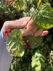 Viburnum mullaha