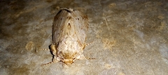 Disphragis