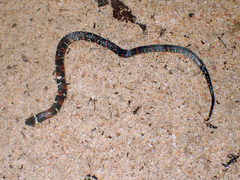 Atractus badius