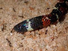 Atractus badius