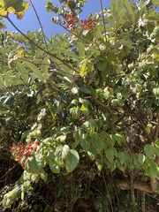 Viburnum mullaha
