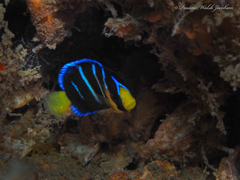 Holacanthus bermudensis