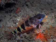 Malacoctenus triangulatus