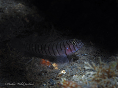 Tigrigobius macrodon