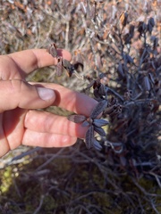 Rhododendron anthopogon